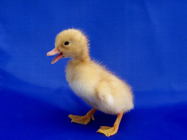 Junge niedliche kleine Ente auf blauem Hintergrund — Stockfoto