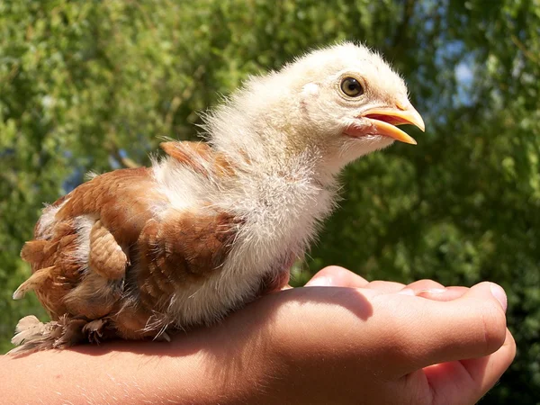 Jeune petit canard mignon sur un fond bleu — Photo