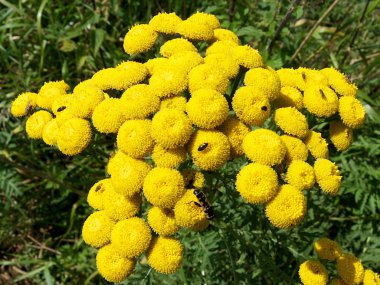 Achillea millefolium