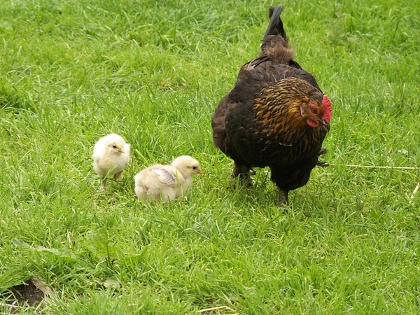 닭에서 신선한 생활 신생아 귀여운 병아리 — 스톡 사진
