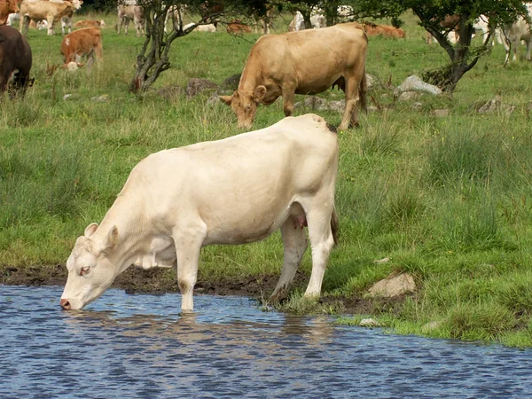 Rinder mit ihren Jungen auf einer grünen Weide Stockbild