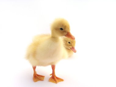 Young cute little duck on a light background clipart