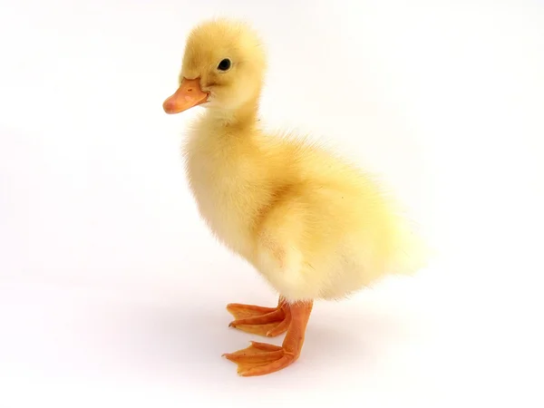 Young cute little duck on a light background — Stock Photo, Image