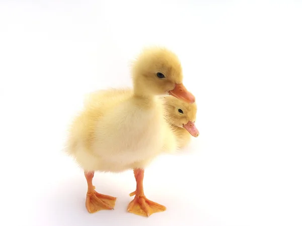 Mladá roztomilá malá kachna na světlém pozadí — Stock fotografie