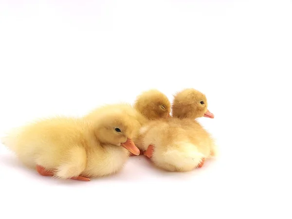 Young cute little duck on a light background — Stock Photo, Image