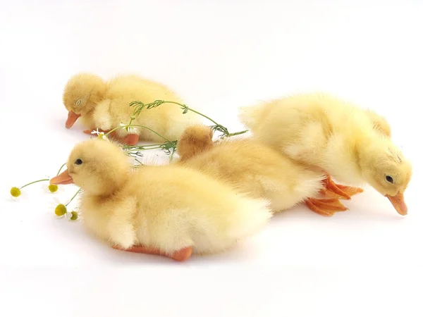 Hafif bir arka plan üzerinde genç sevimli küçük ördek — Stok fotoğraf
