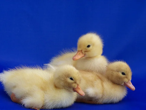 Hafif bir arka plan üzerinde genç sevimli küçük ördek — Stok fotoğraf