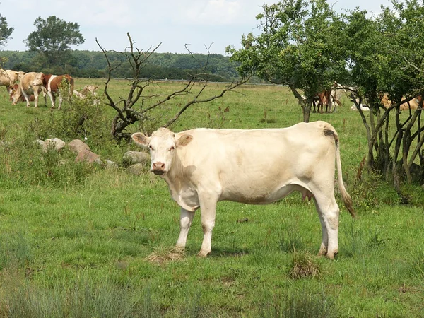 Suckler cow grazing on a green in summer — Stock Photo, Image