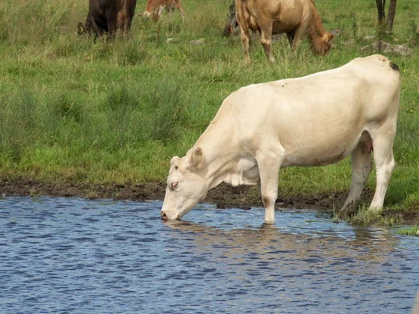 Yaz aylarında yeşil bir otlatma suckler inek — Stok fotoğraf