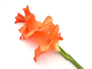 Gladiolus clipart