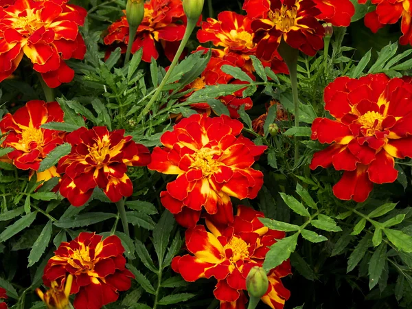 Tagetes una planta de remolacha balcón popular que florece todo el verano — Foto de Stock