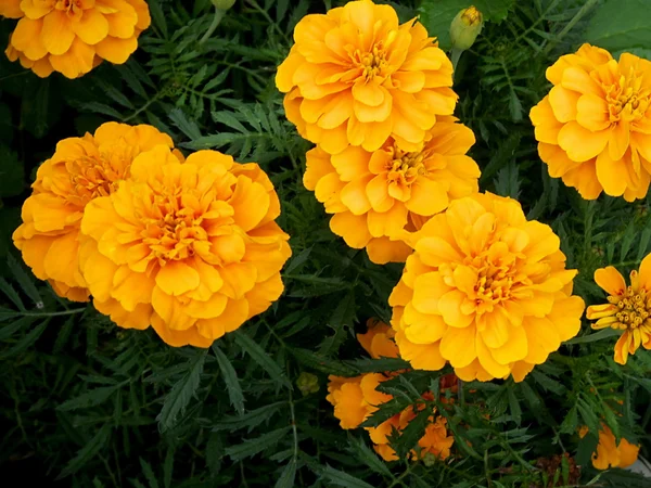 Tagetes a popular balcony beet plant which blooms all summer — Stock Photo, Image