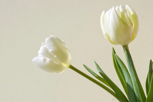 Dos tulipanes blancos sobre fondo beige Fotos de stock libres de derechos