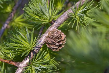 Detail of fresh red larch cone and needles stock vector