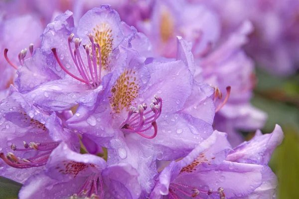 Stock image Rhododendron blossom in the spring with green leaves.