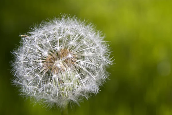 stock image Single dandelion