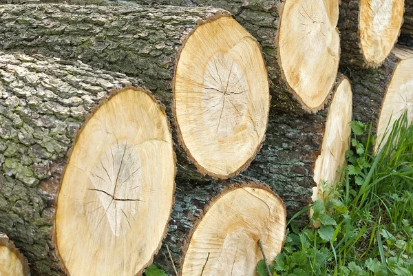 Staplade trä loggar, trädstammar — Stockfoto