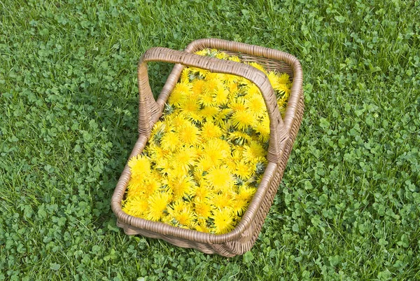 Цветы одуванчика в корзине Стоковое Фото