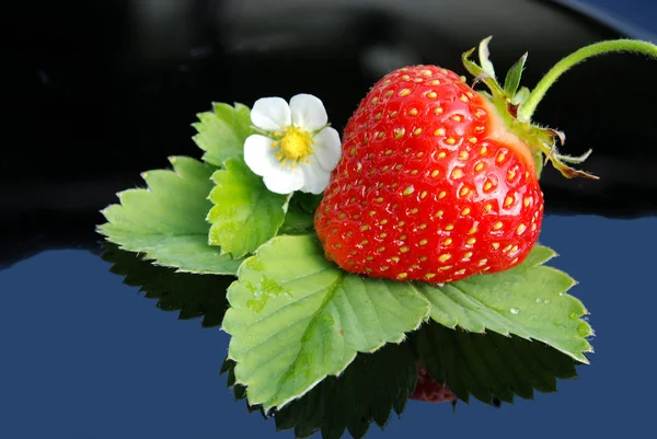 Frische Erdbeere und weiße Blume Stockbild