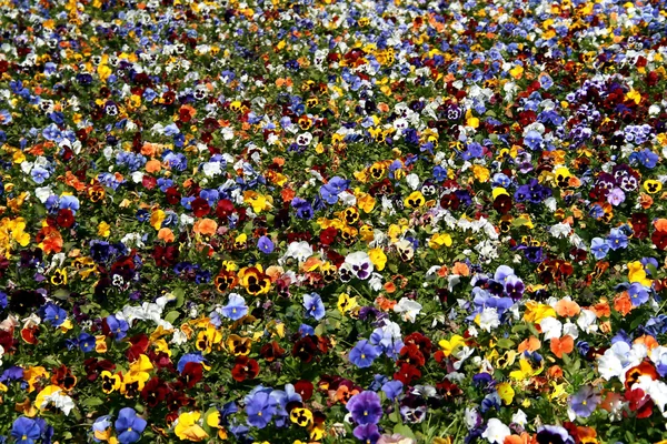 Pestrobarevné květiny - macešky — Stock fotografie