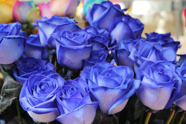 Rosas azules — Foto de Stock