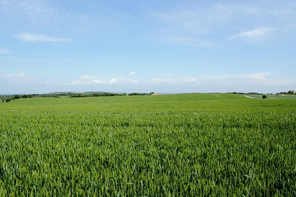 stock image Green Landscape