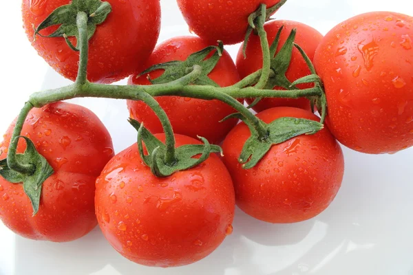 Tomates tr rama — Stok fotoğraf