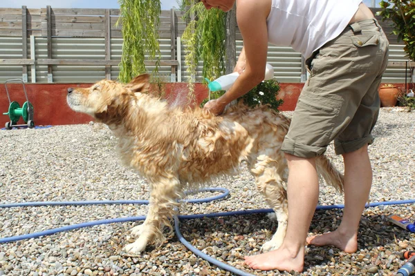 Baño de un perro — Stockfoto