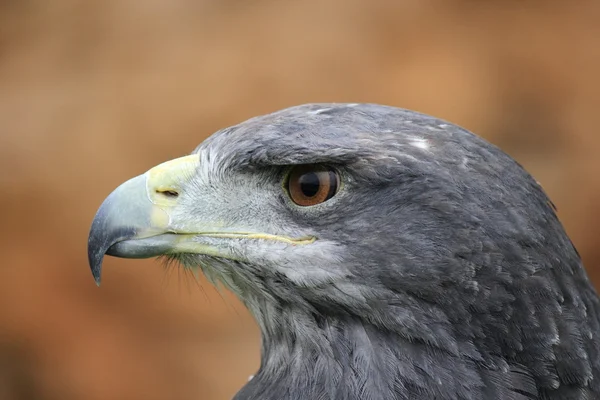 Серый орёл — стоковое фото