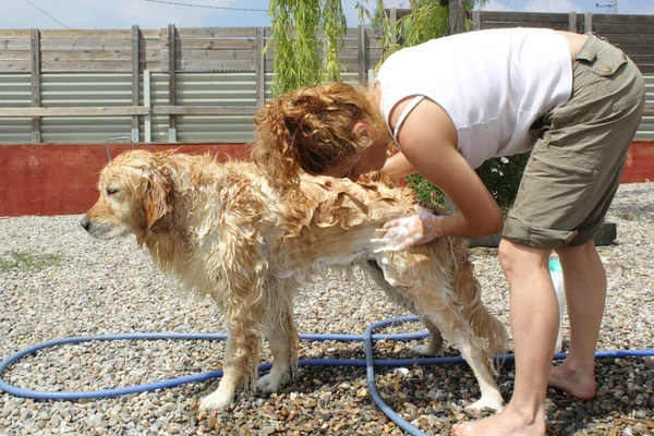 Een hond baden — Stockfoto
