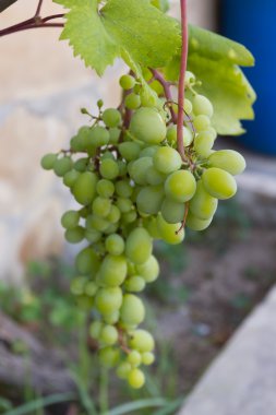 Bir demet üzüm.