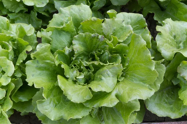 stock image Lettuce greens