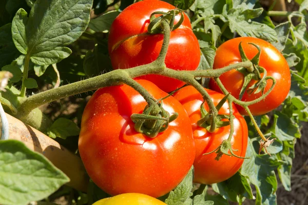 Tomatoes on a tomato — Stock Photo, Image