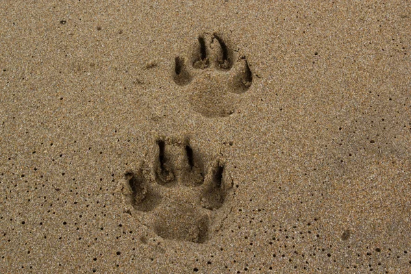 모래 위 의발 자국 — 스톡 사진