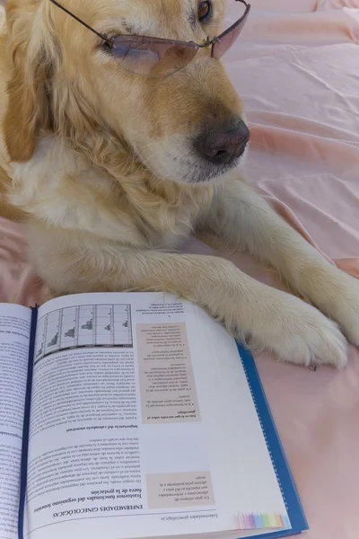 Libro de perros — Foto de Stock
