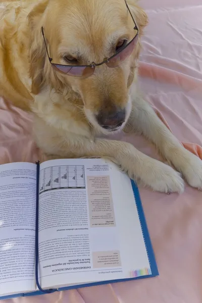 Βιβλίο σκυλί — Φωτογραφία Αρχείου