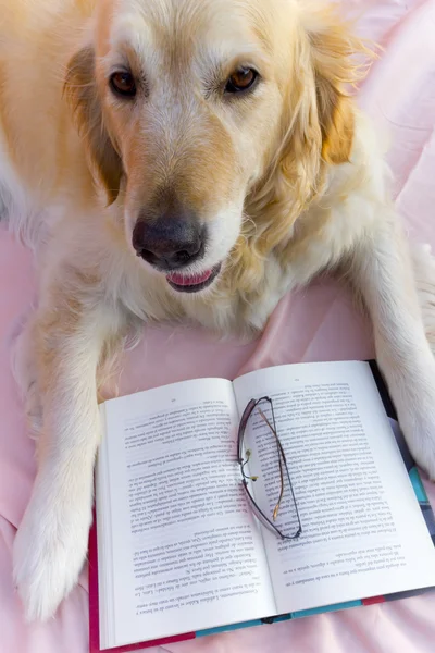 Hund bok — Stockfoto