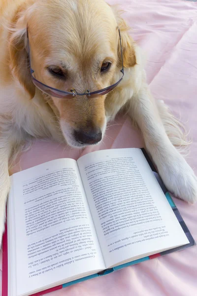 Libro de perros —  Fotos de Stock