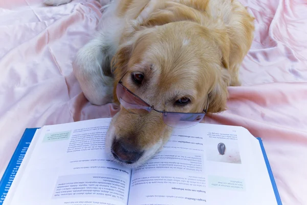 Hond boek — Stockfoto