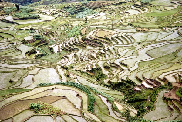 stock image Rice fields.jpg