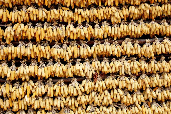 stock image Drying Corn