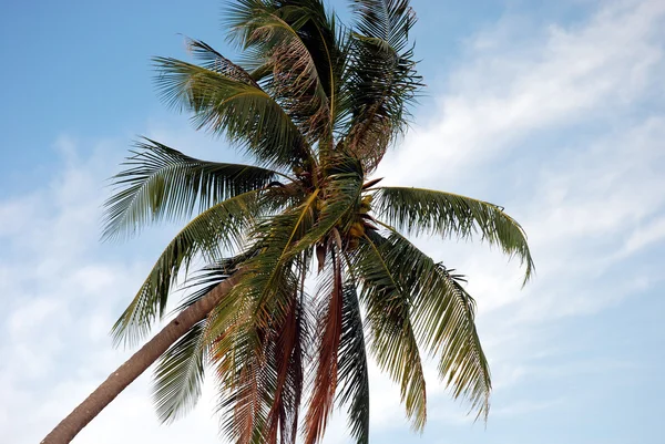 stock image Palm tree