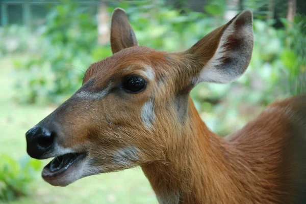 stock image Roe in a forest