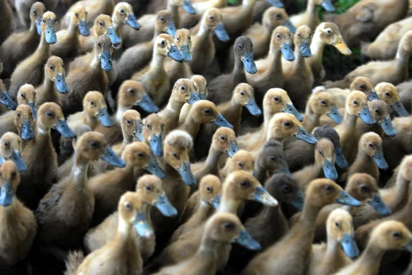 Patos jóvenes Imagen de stock