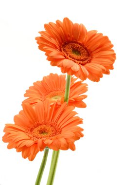 Gerbera