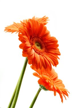 Gerbera