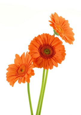 Gerbera