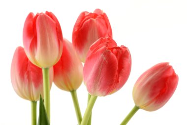Tulips clipart