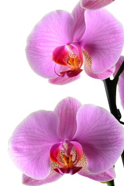 Üzümlü, orchidea phalaenopsis