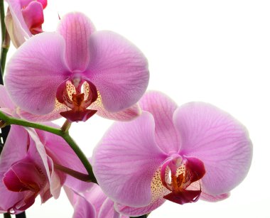 Üzümlü, orchidea phalaenopsis